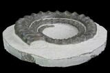Devonian Ammonite (Anetoceras) - Morocco #99954-2